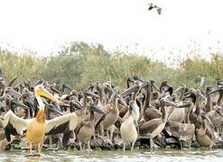 Great White Pelican