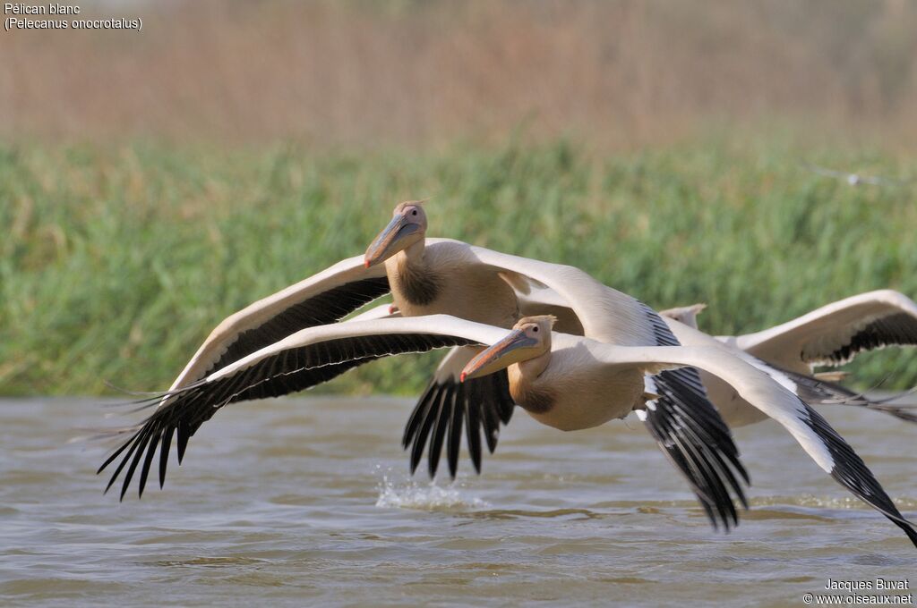 Great White Pelicanadult breeding