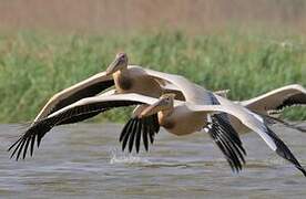 Great White Pelican