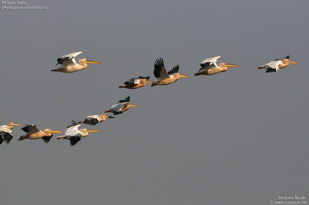 Great White Pelicanadult breeding