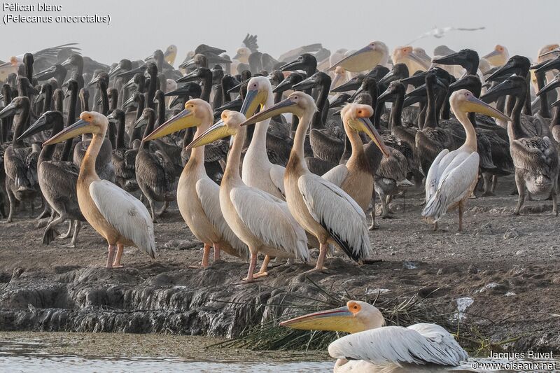 Great White Pelican, habitat, aspect, pigmentation, Reproduction-nesting, colonial reprod.