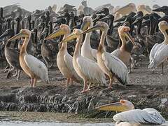 Great White Pelican