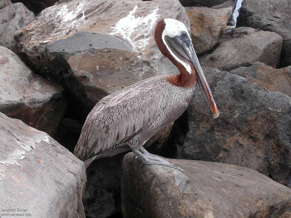 Brown Pelicanadult breeding, identification