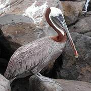 Brown Pelican