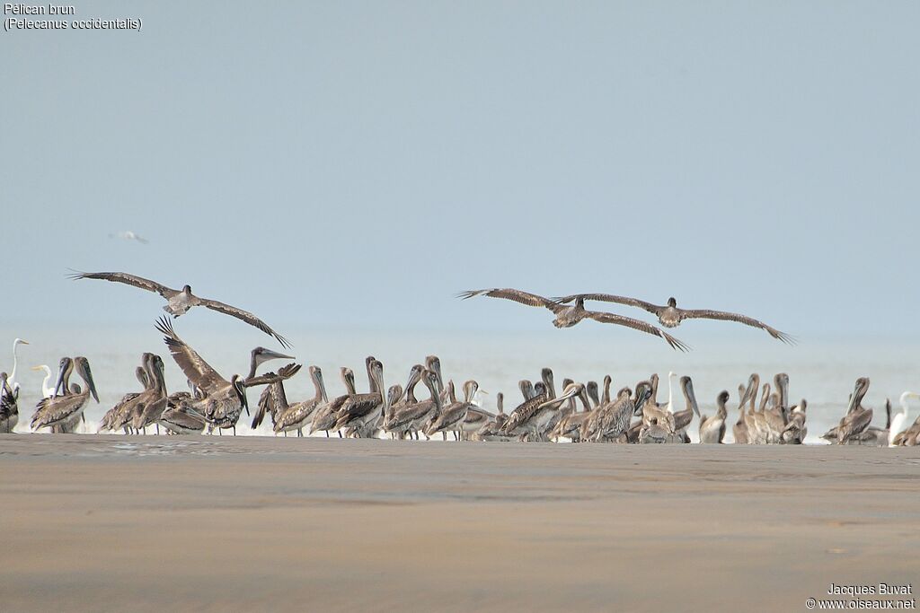 Brown Pelicanadult, aspect, pigmentation, Flight, Behaviour