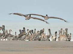 Brown Pelican