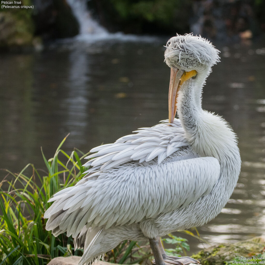 Dalmatian Pelicanadult transition, care