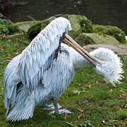 Dalmatian Pelican