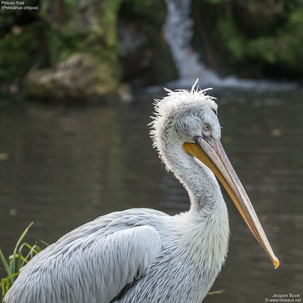 Dalmatian Pelicanadult transition, close-up portrait, aspect, pigmentation