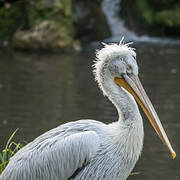 Dalmatian Pelican