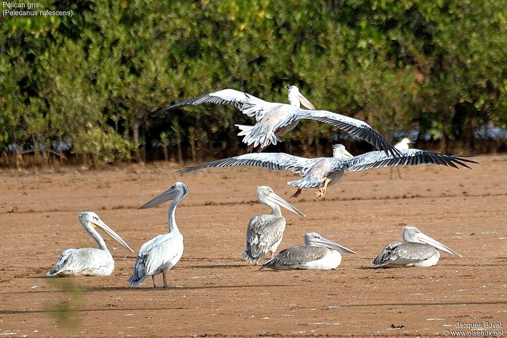 Pink-backed Pelican