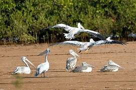 Pink-backed Pelican