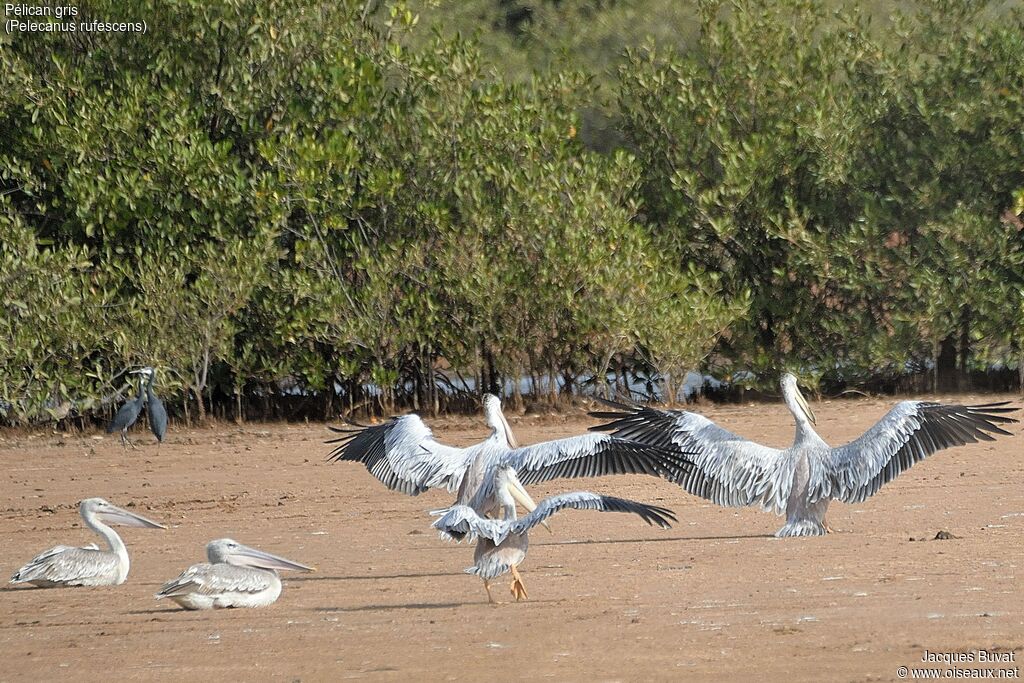 Pink-backed Pelicanadult breeding