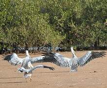 Pink-backed Pelican