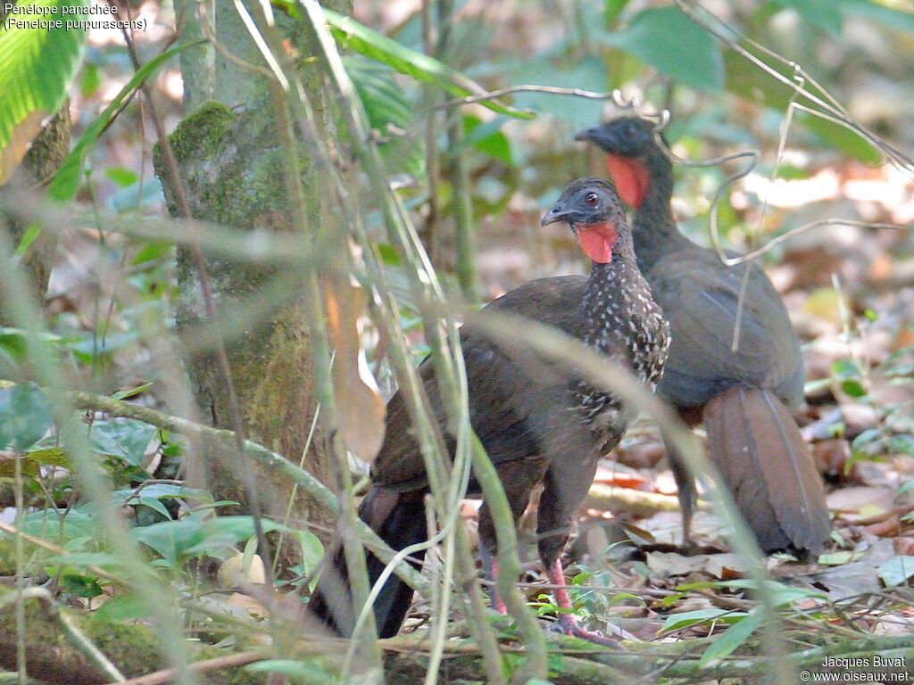 Crested Guanadult breeding, aspect, pigmentation