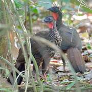 Crested Guan