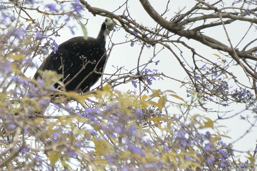 Trinidad Piping Guanadult