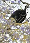 Trinidad Piping Guan