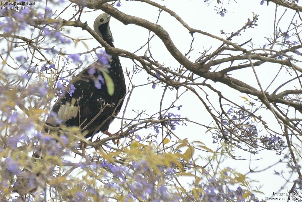 Trinidad Piping Guanadult