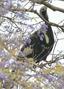 Trinidad Piping Guan