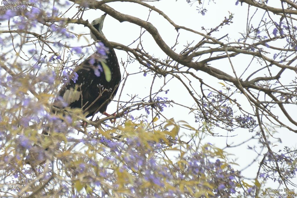 Trinidad Piping Guanadult