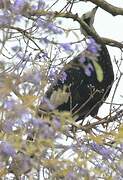 Trinidad Piping Guan