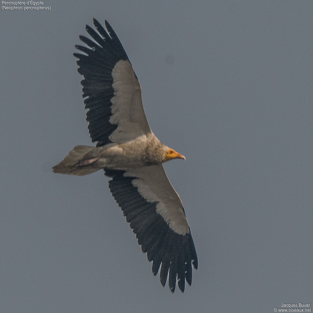 Egyptian Vultureadult, aspect, pigmentation, Flight