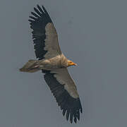 Egyptian Vulture