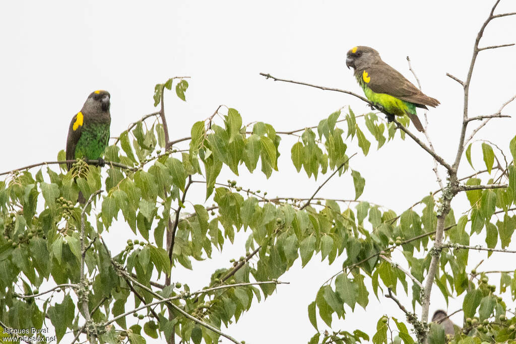 Meyer's Parrotadult, habitat, pigmentation