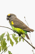 Meyer's Parrot