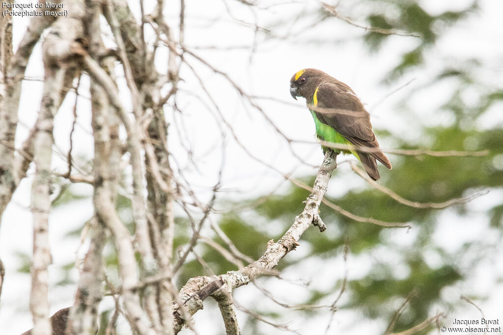 Meyer's Parrotadult