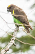 Meyer's Parrot