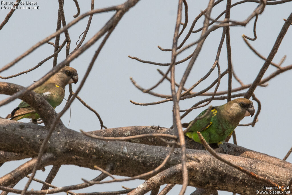 Meyer's Parrot