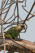 Meyer's Parrot