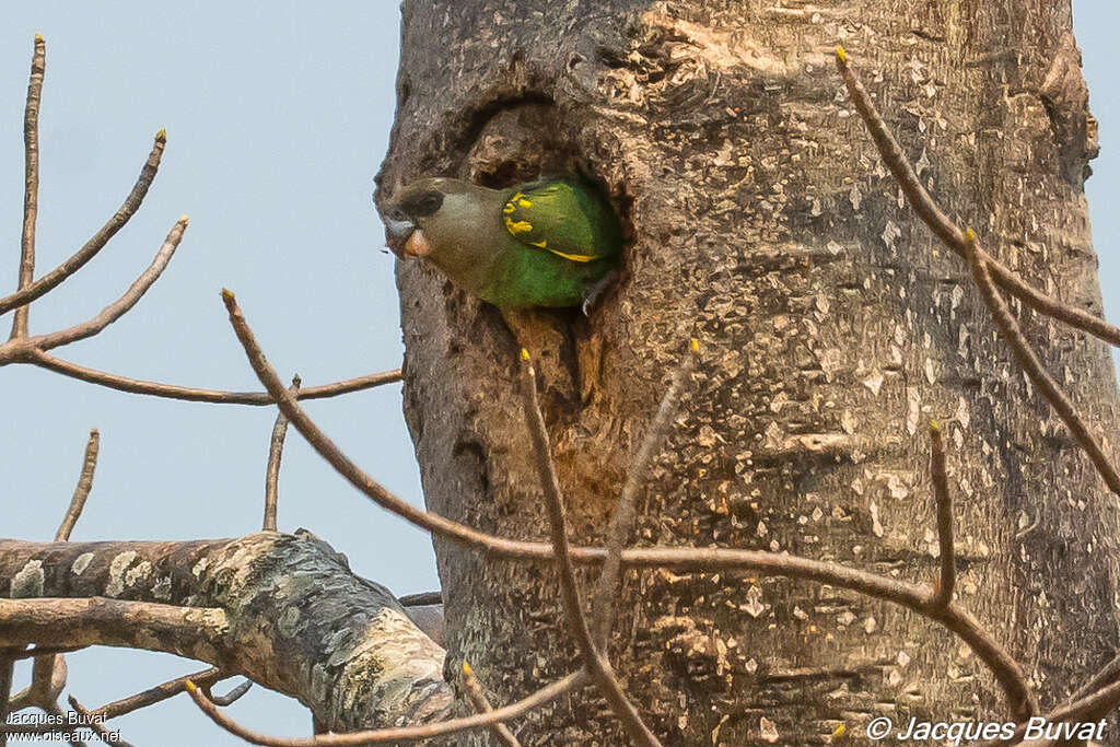 Meyer's Parrotadult, pigmentation, Reproduction-nesting