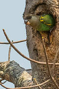 Meyer's Parrot