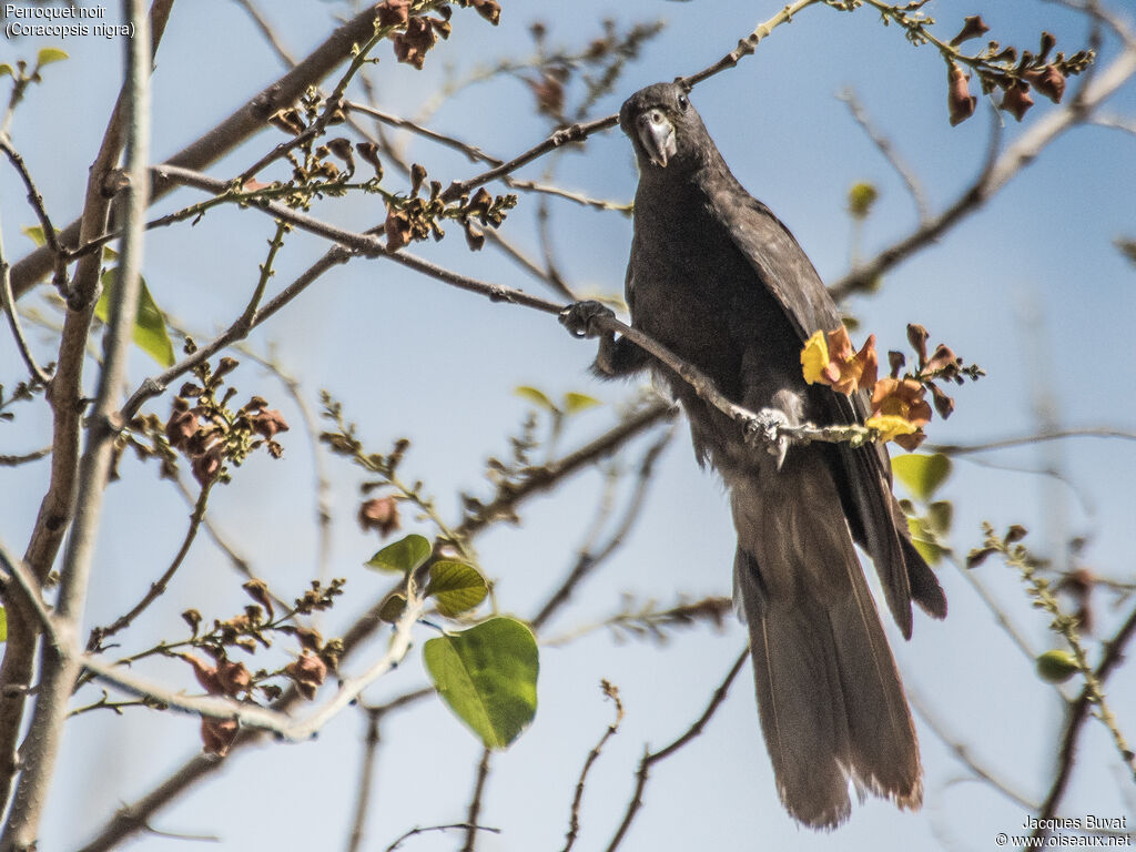 Lesser Vasa Parrotadult