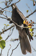 Lesser Vasa Parrot