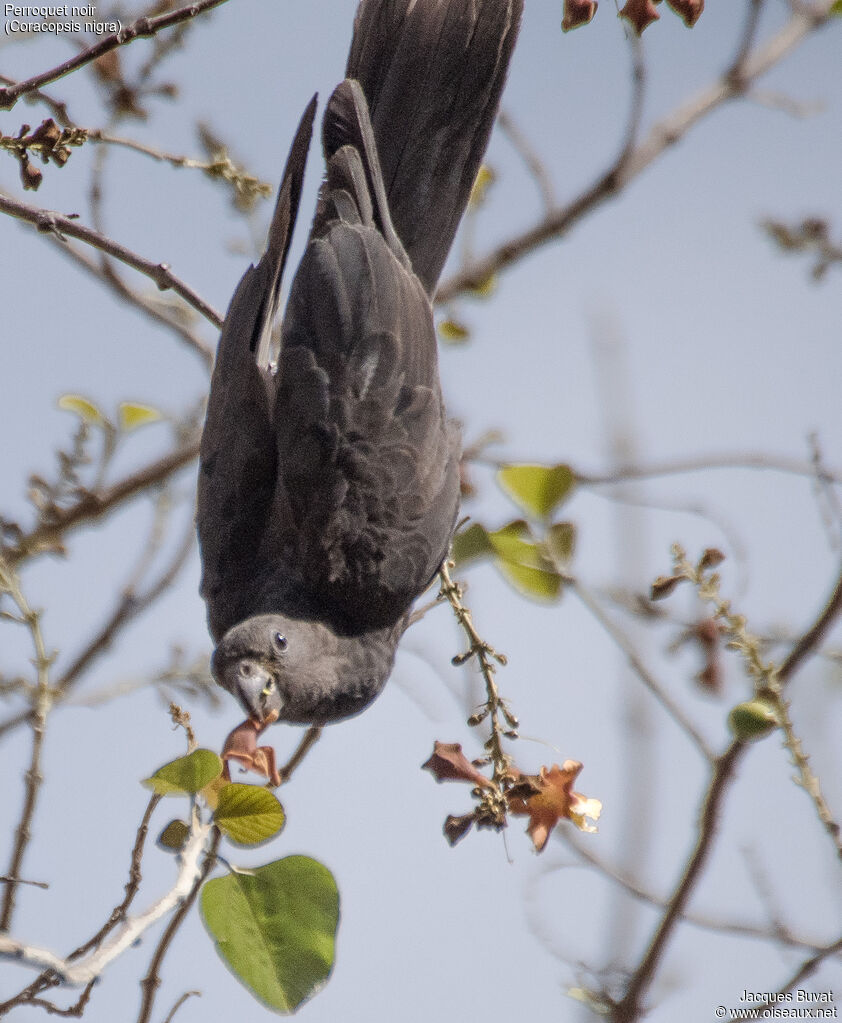 Lesser Vasa Parrotadult