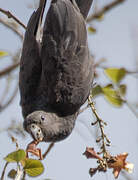 Lesser Vasa Parrot