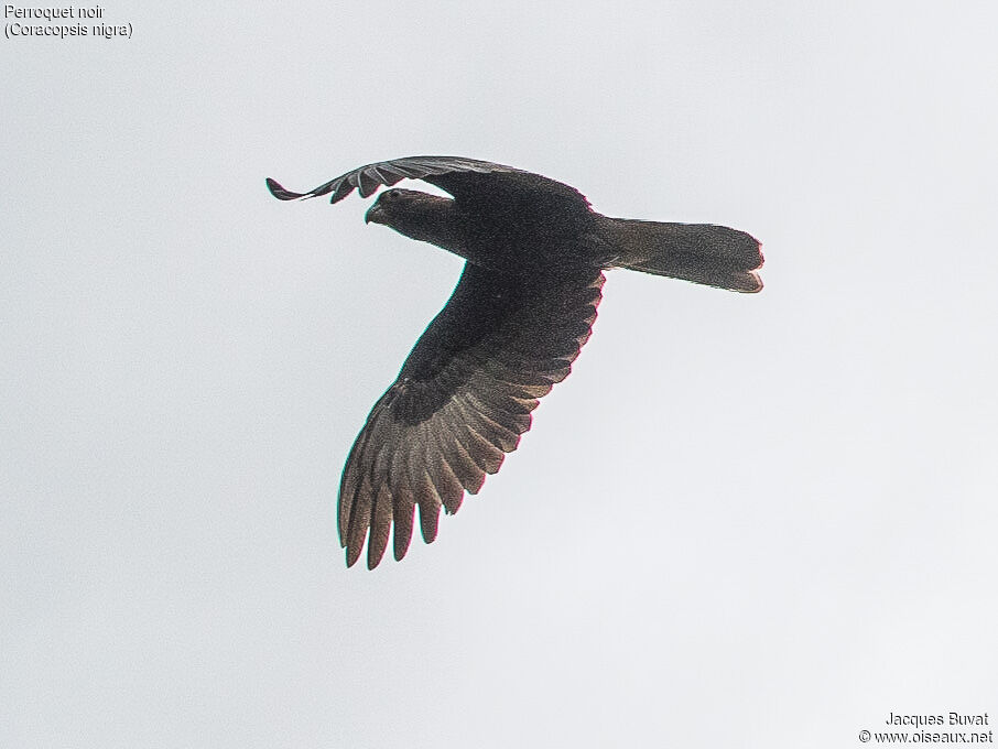 Lesser Vasa Parrotadult