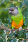 Senegal Parrot