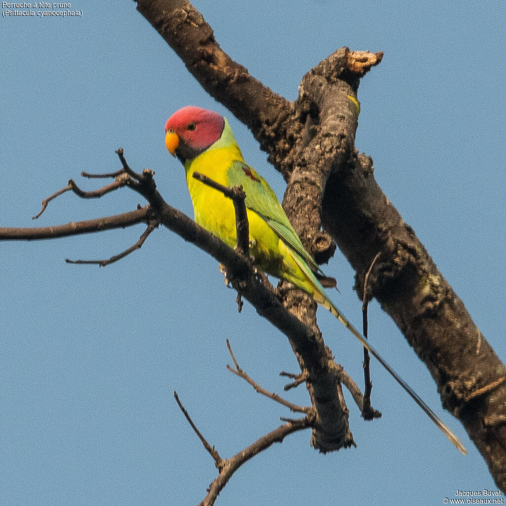 Plum-headed Parakeet male adult breeding, close-up portrait, aspect, pigmentation