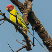 Plum-headed Parakeet