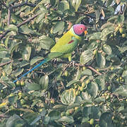 Plum-headed Parakeet