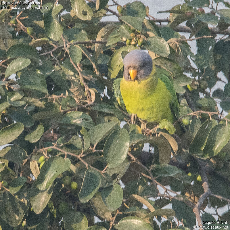 Plum-headed Parakeet female adult, identification, aspect, pigmentation
