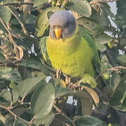 Plum-headed Parakeet