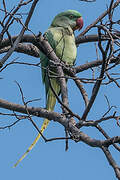 Alexandrine Parakeet