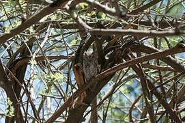 African Scops Owl