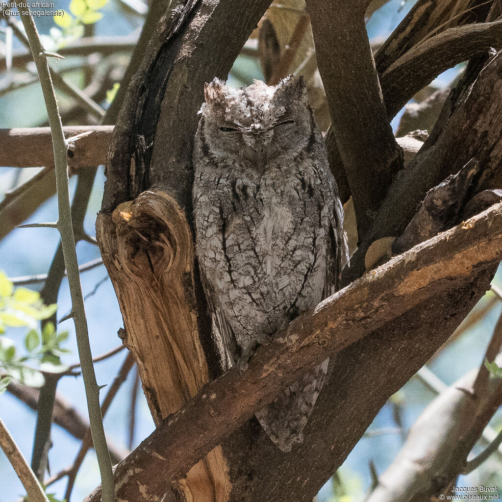 African Scops Owladult, identification, aspect, camouflage, pigmentation